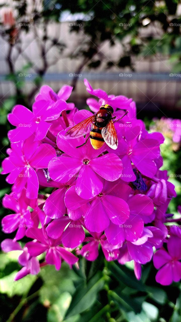 flower and bee