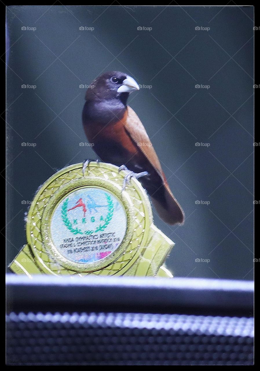 chestnut munia - posing on the gold medal