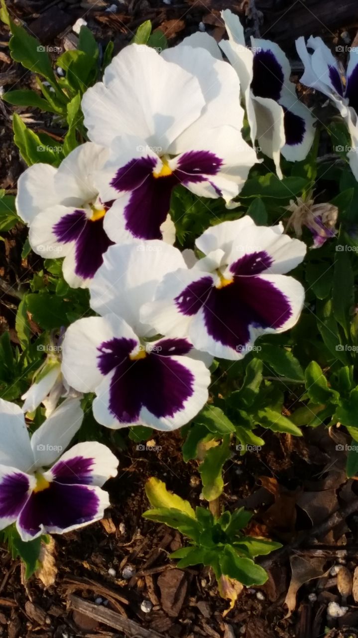 flowers. just a real strong color