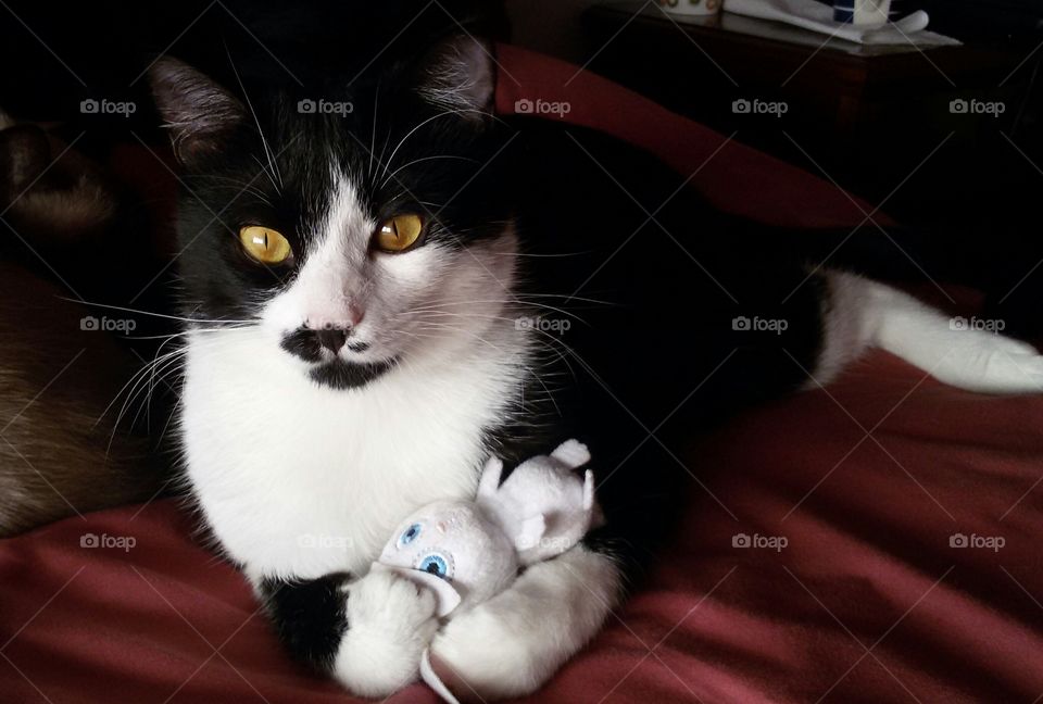 Cat with Bunny P