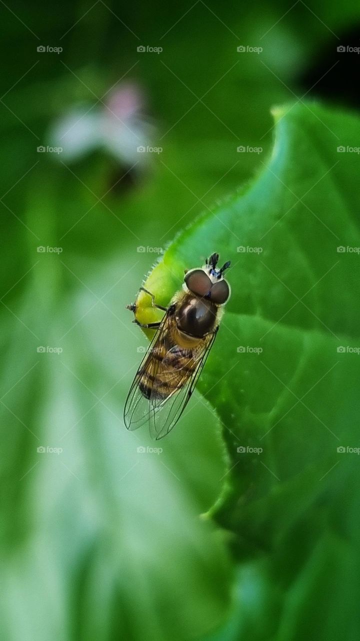 tiny bee on a green leaf.