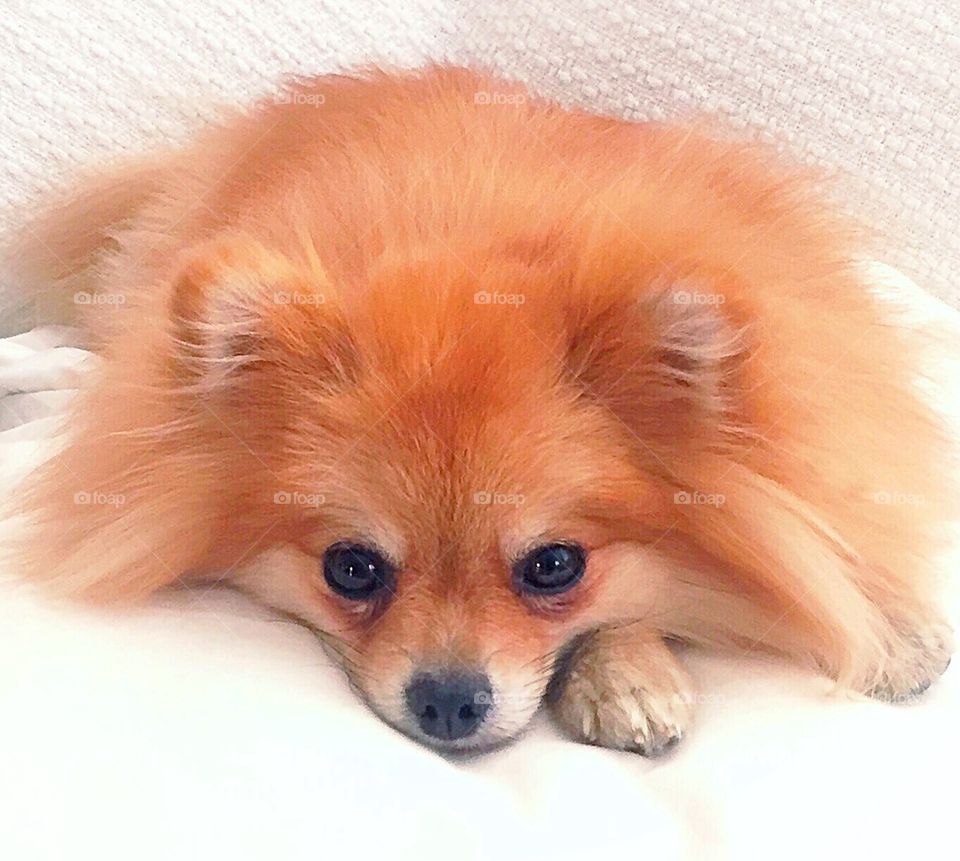Pomeranian dog spritz bored annoyed cute adorable fluffy fuzzy 