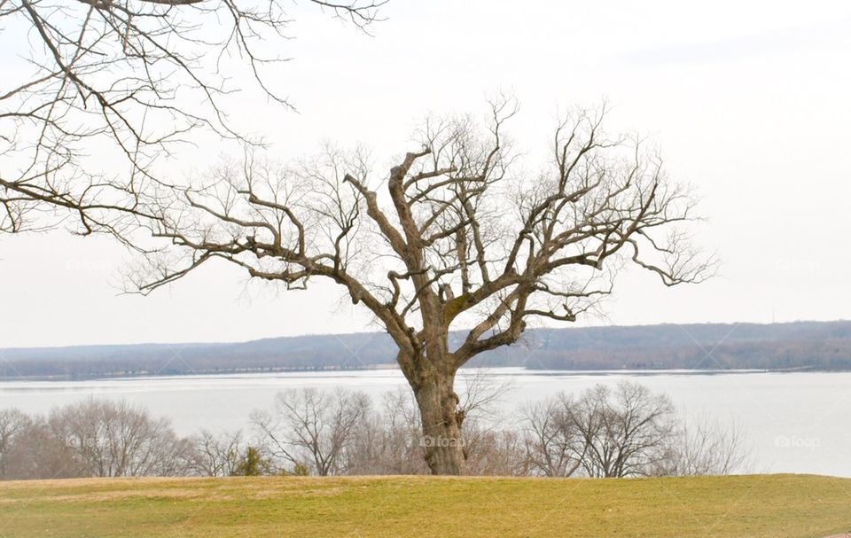 Tree and Potomac