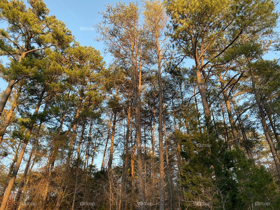 Exploring the Kentucky woods 