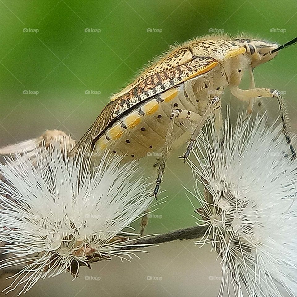 White bug on leaf