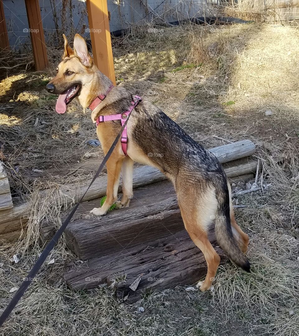 Ziva posing for a picture