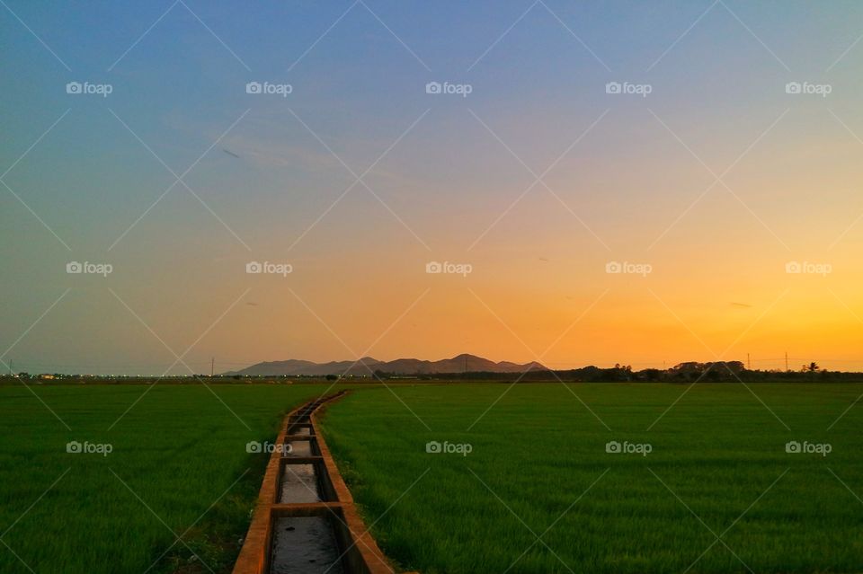 Rice field