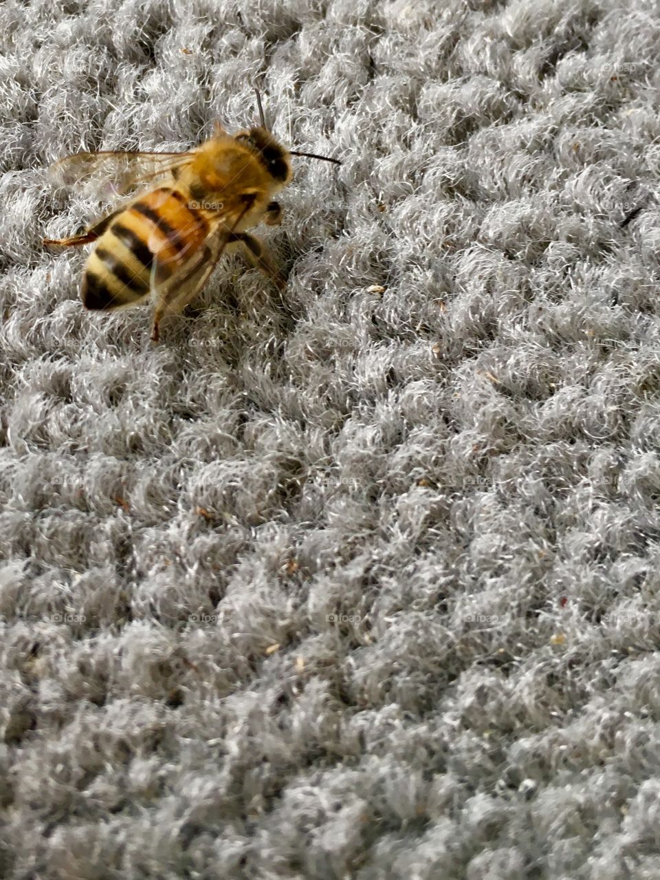 Honey bee on rug