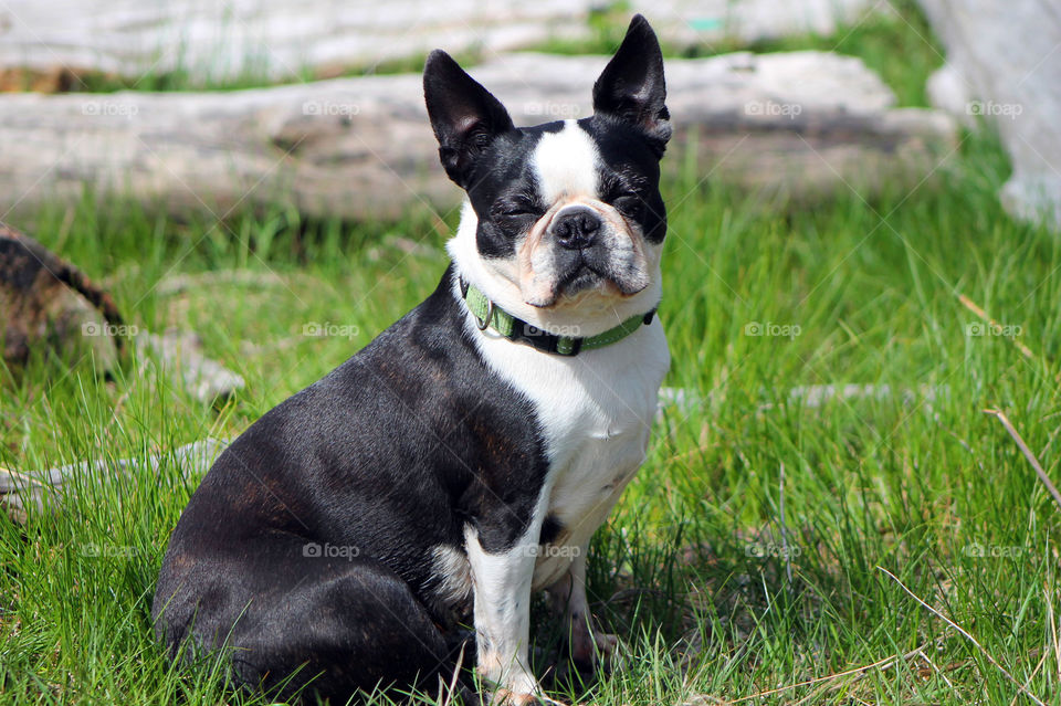 My older Boston Terrier likes to explore at the beach but her favourite thing is to sit in the sun, close her eyes & relax!