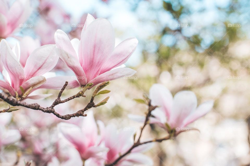 Spring flowers magnolia on the tree 