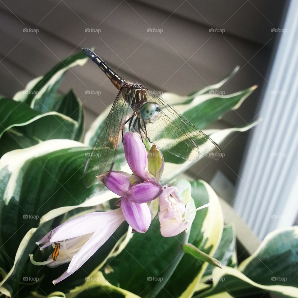 Dragonfly on Hosta. Dragonfly that handed on our flowering garden hosta in Summer 2015.