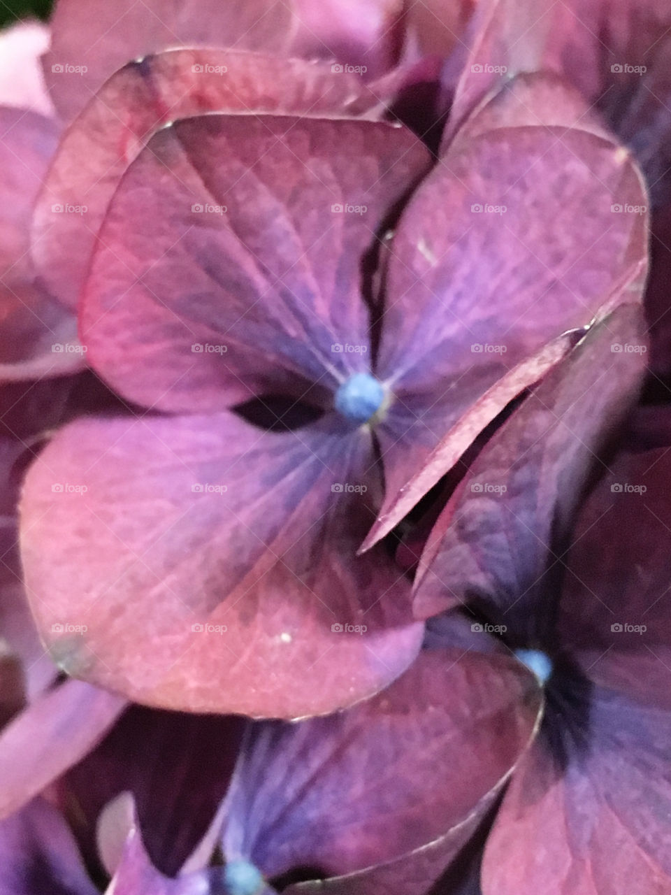 Hydrangea 