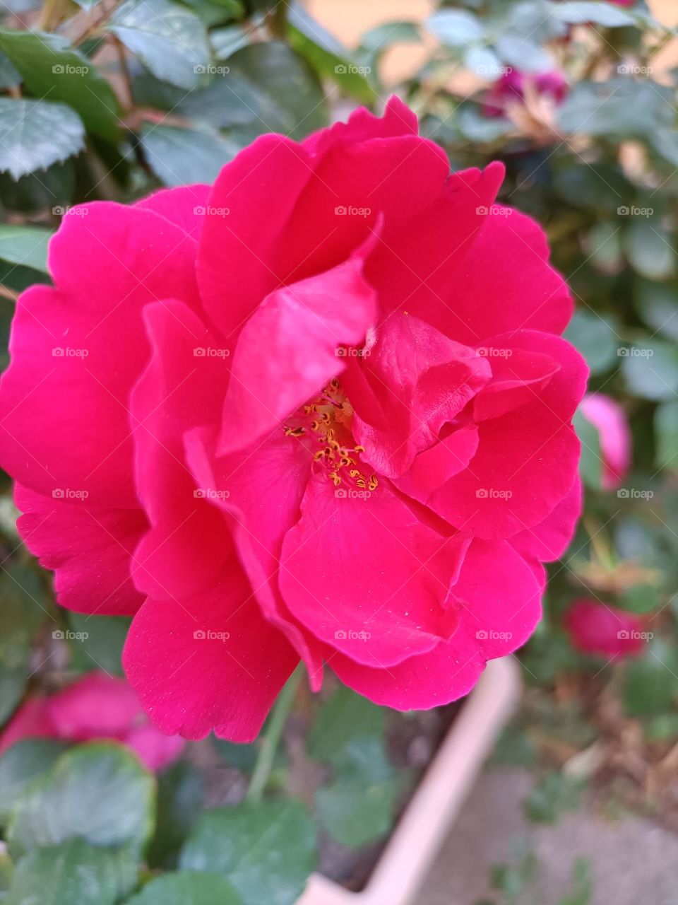Rosa rossa