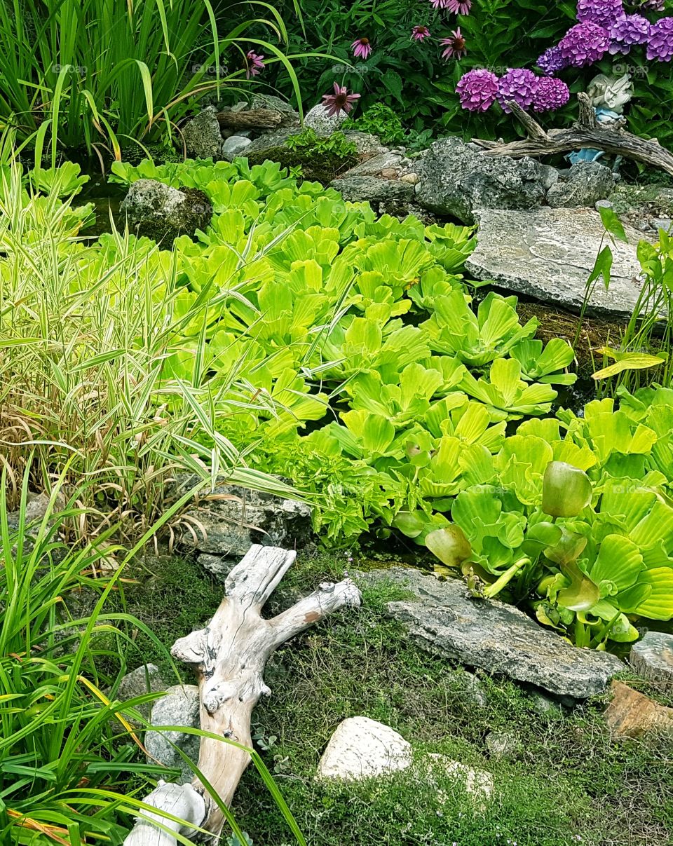 the edge of a garden pond with natural landscape of rocks and plants