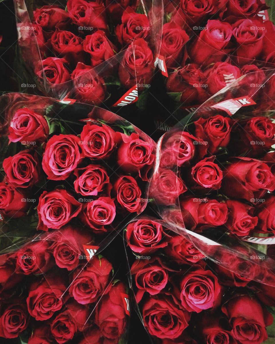 Full frame shot of red roses