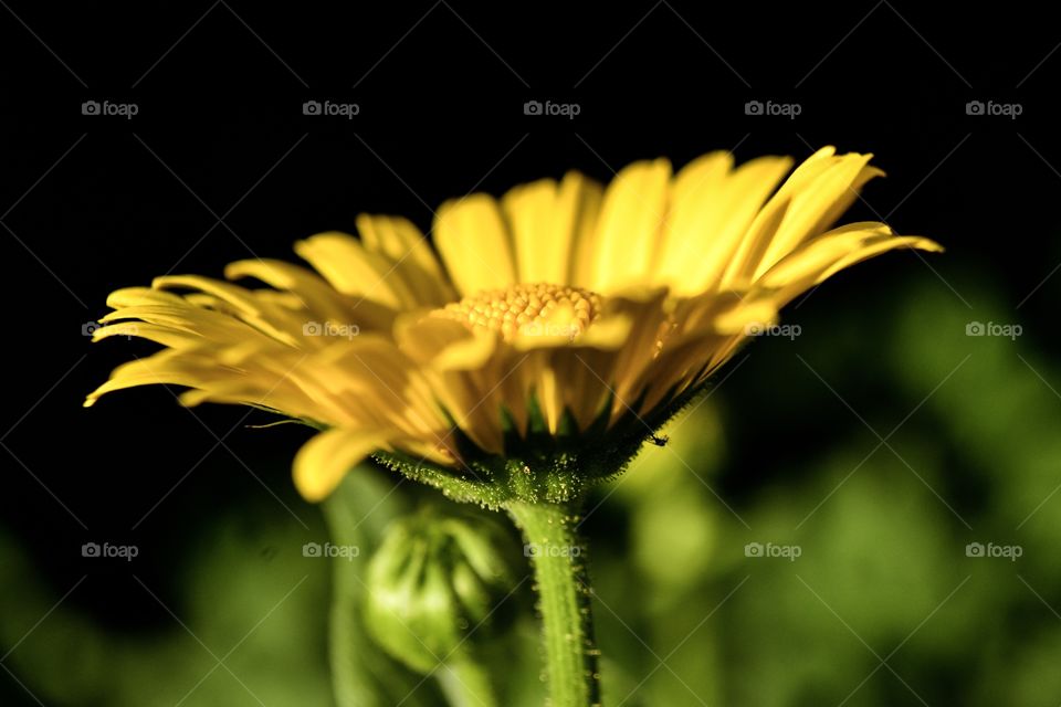 Yellow sunflower