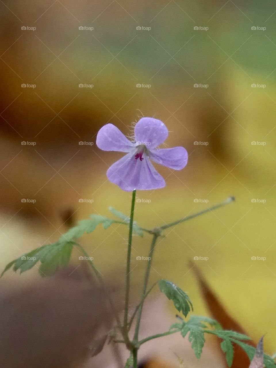 Among the golden leaves