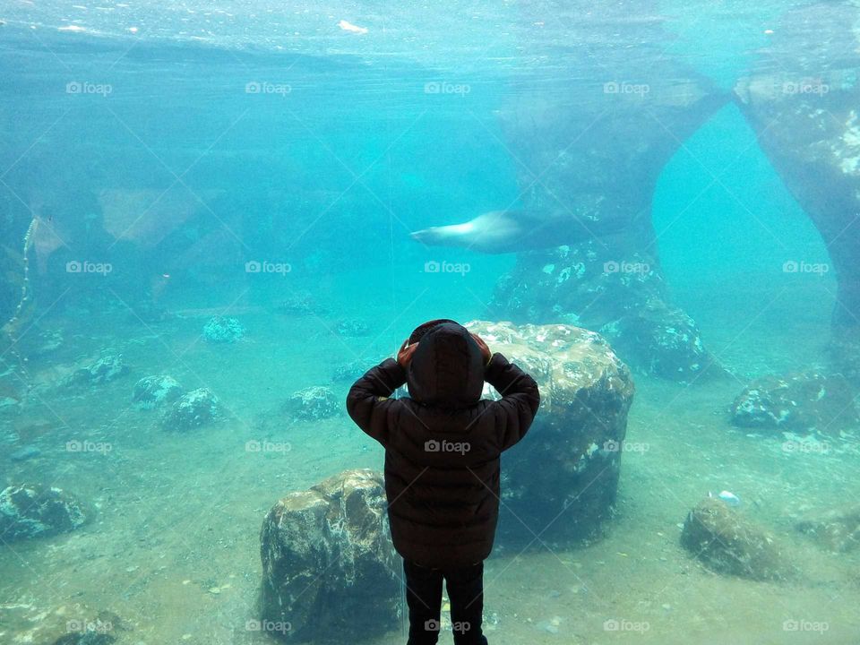Amazed at sea lion cove