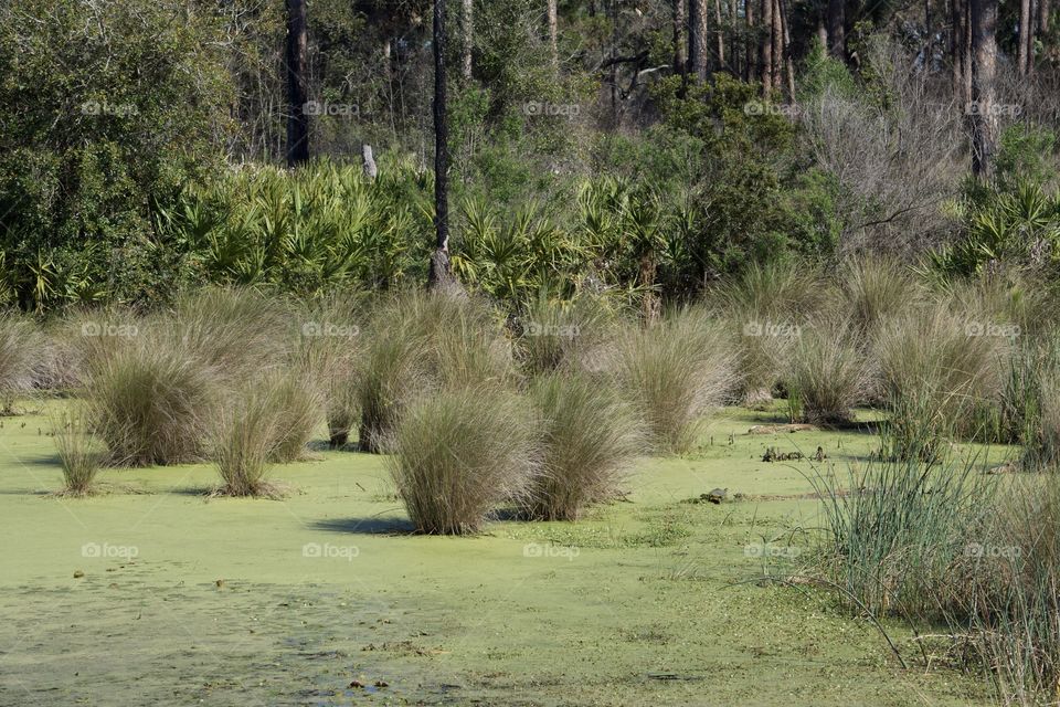 Swamp in North Florida