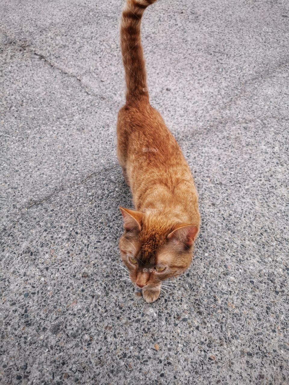 Cat outdoor street alone homeless Red