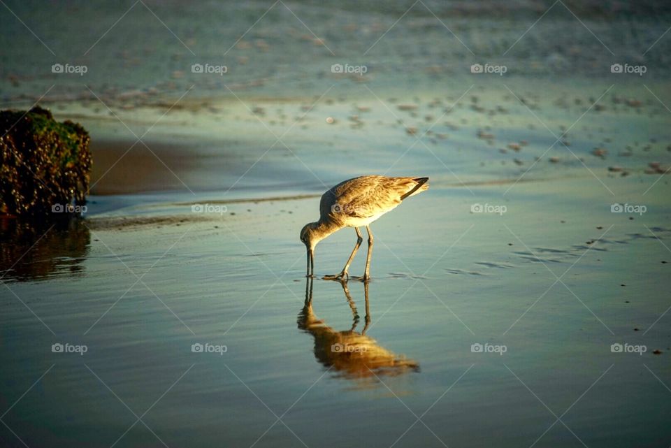 Bird reflection 