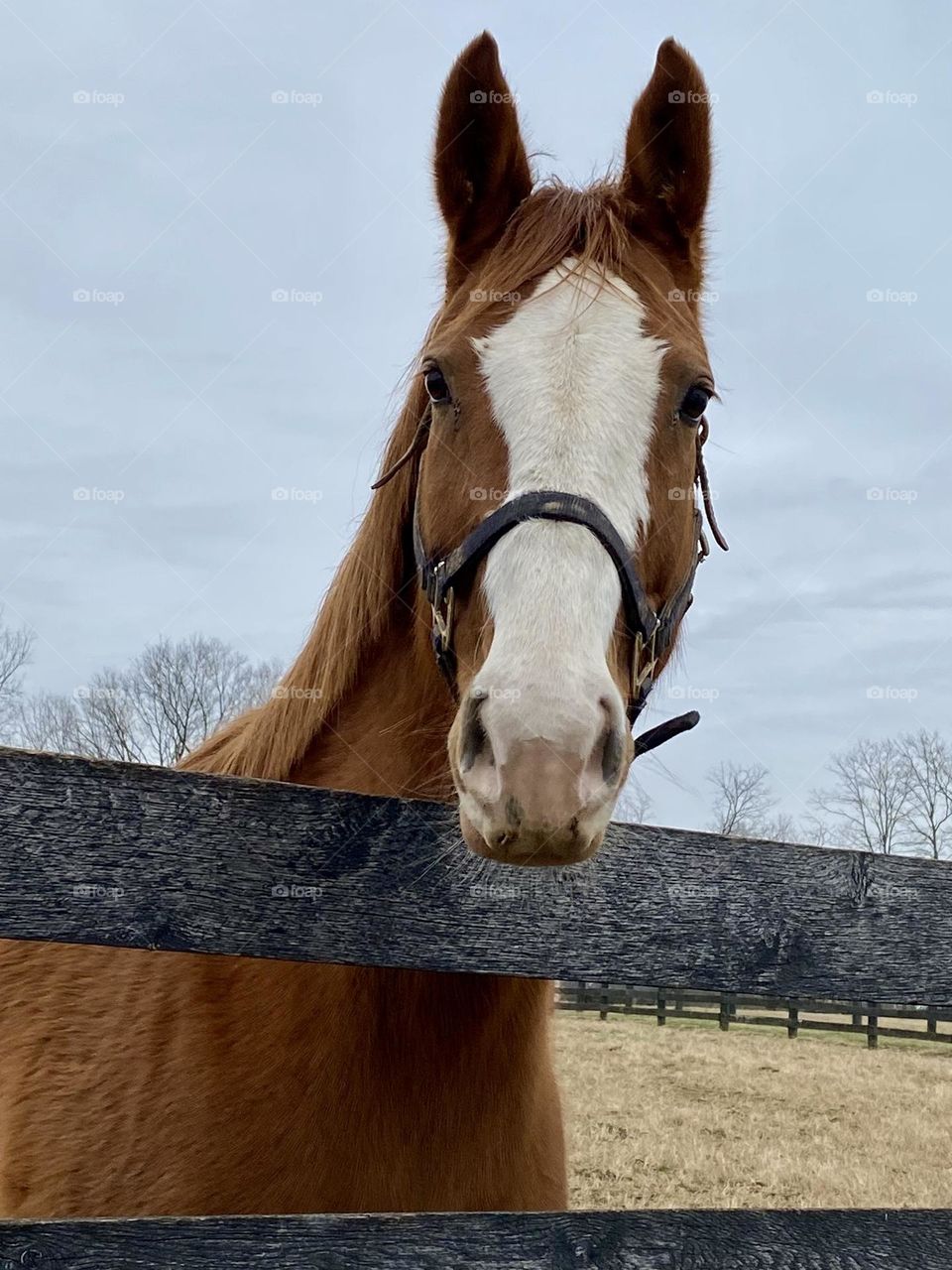 Chestnut horse with ears perked