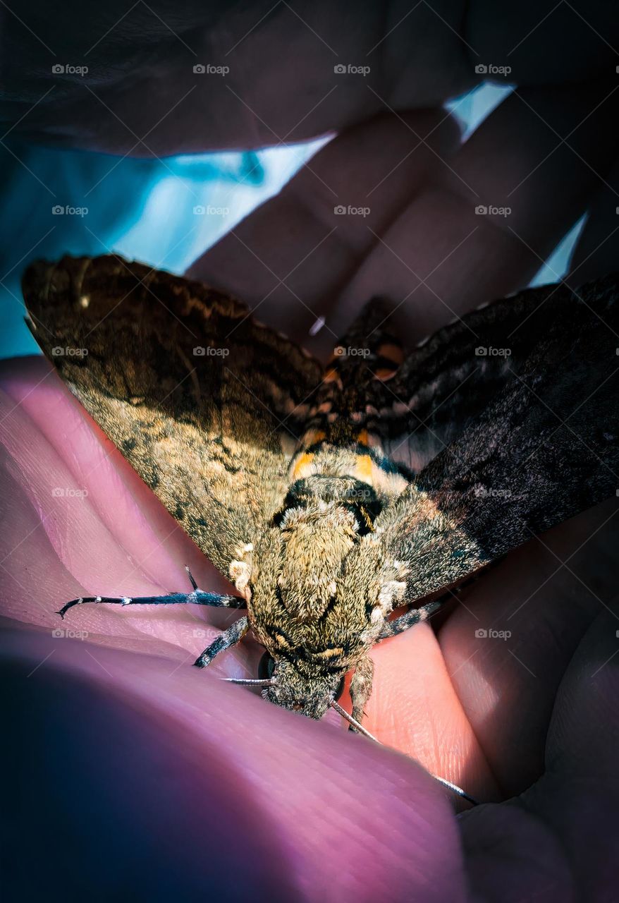 Bird Size Gorgeous Fluffy Moth Caught To Bring Back To Its Outdoor Home Comforted 