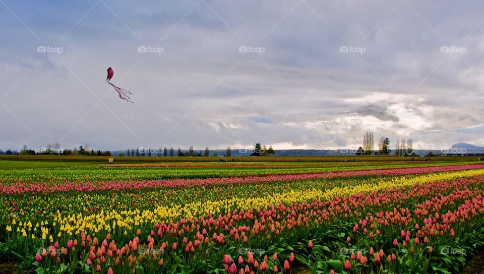 Tulip field with kite