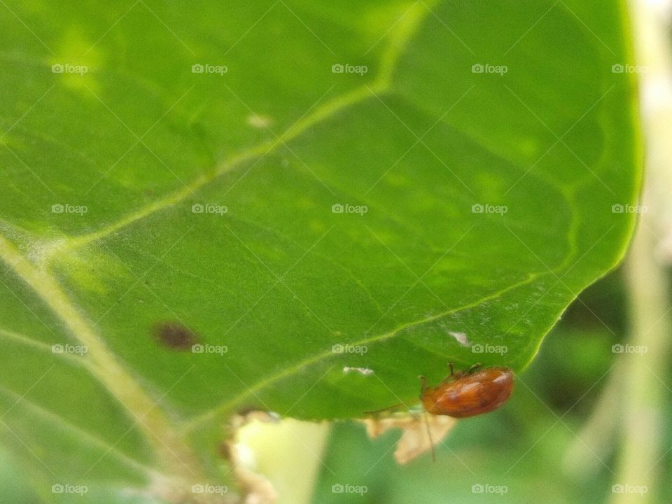 Leaf, Dew, Rain, Flora, Nature