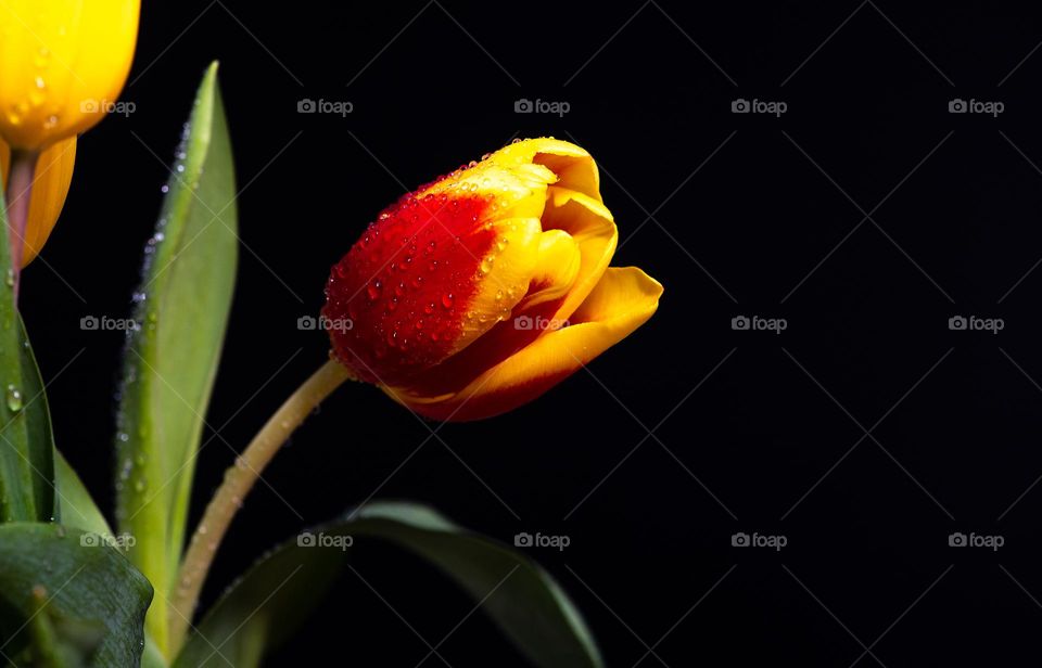 Yellow red tulips with water drops on dark studio background