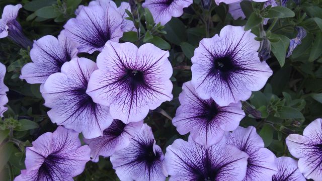 lavender geraniums