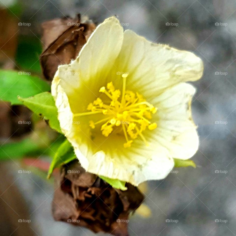 Nature, No Person, Flora, Flower, Leaf