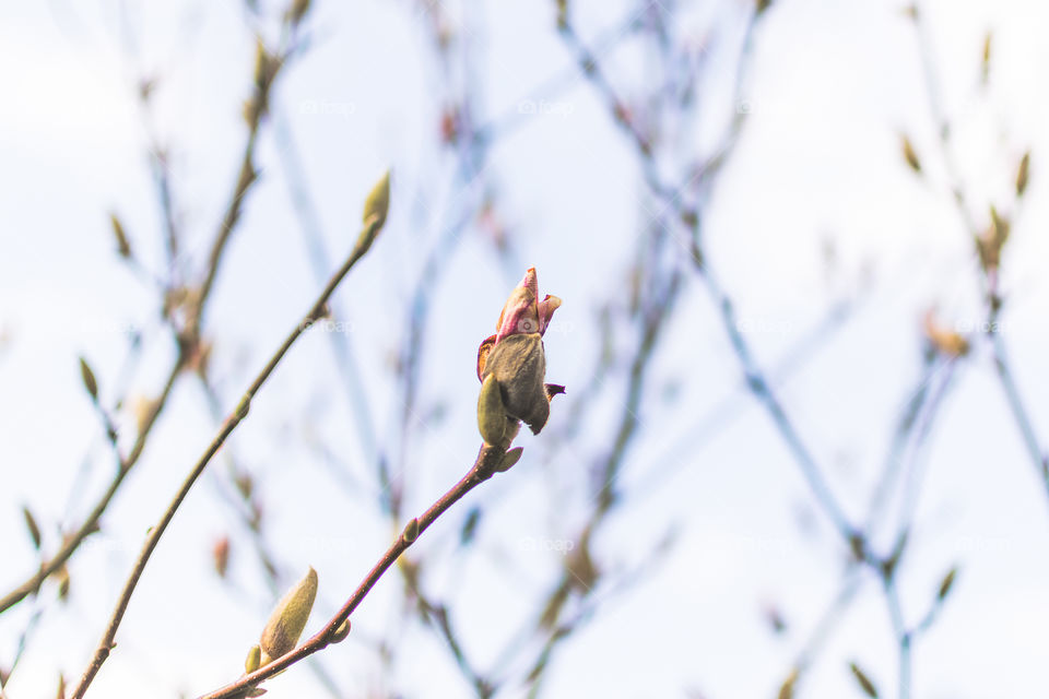 First magnolia bud