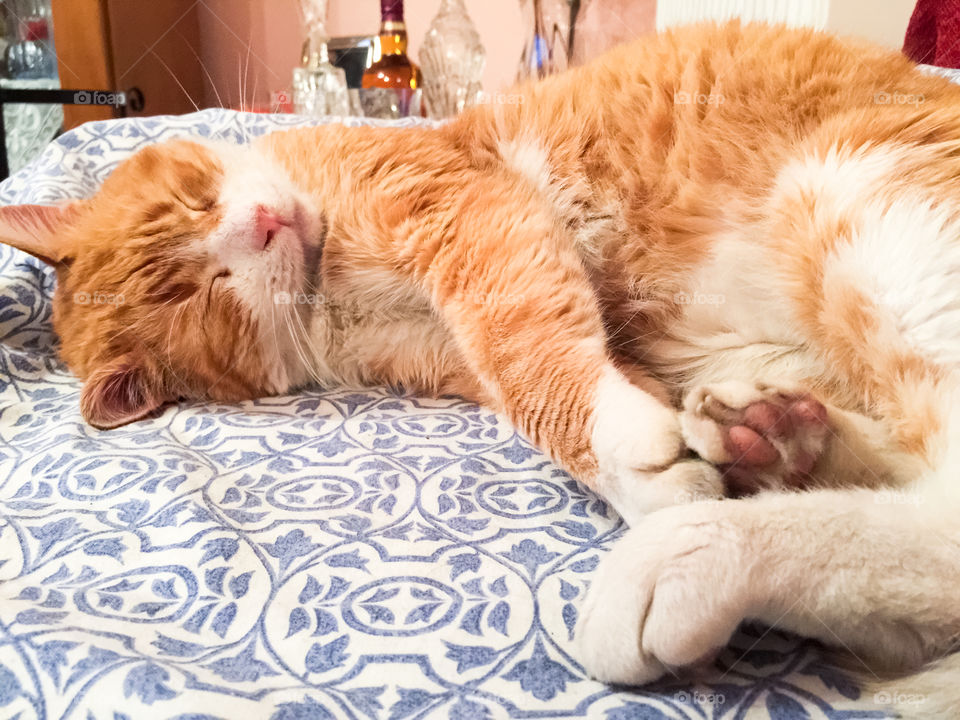 Cat Sleeping Indoors
