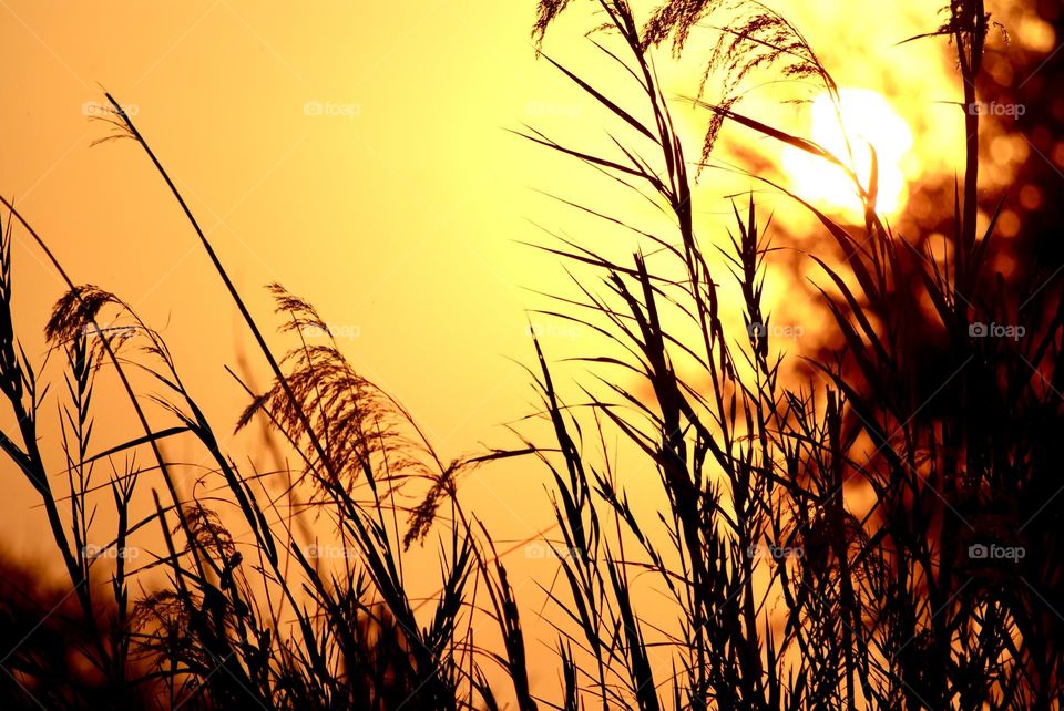 A photo of the long grass at sunset 