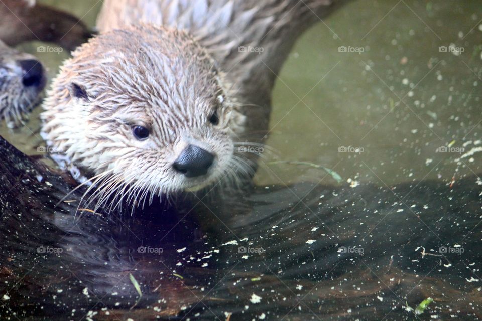 You Otter Play With Me