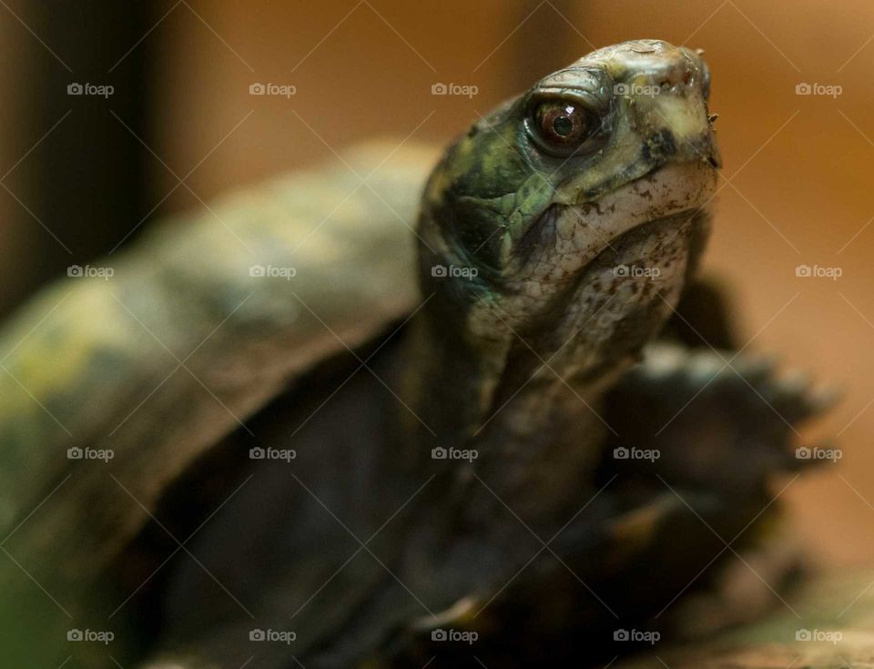 grumpy turtle
