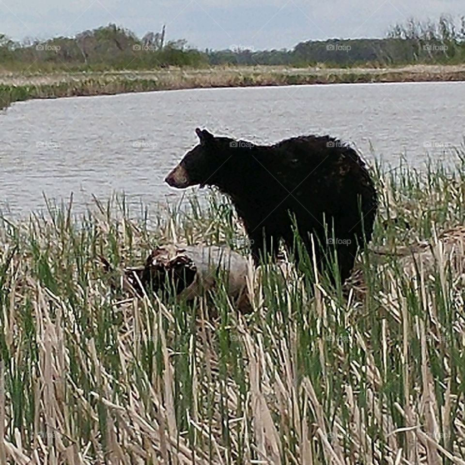 black bear. 30 yards