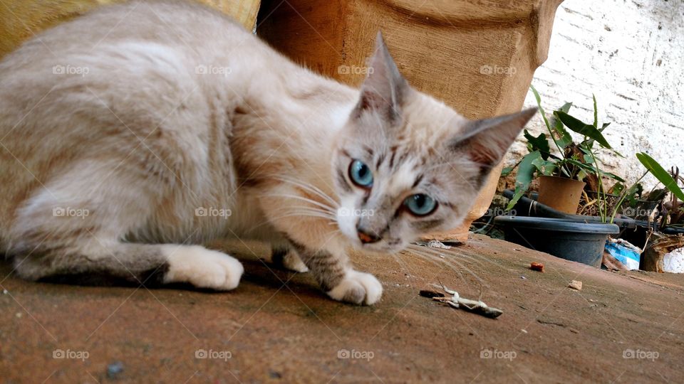 O gato caçou uma lagartixa.