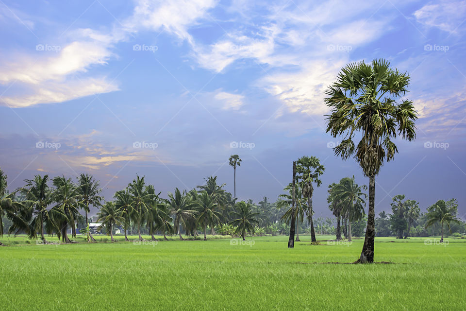 Palm and coconut trees in the paddy field and the beauty of the sky.