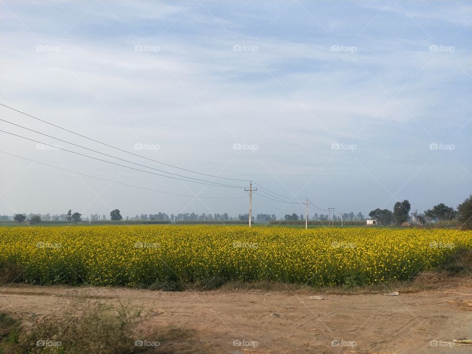 Green fields of India showing true colours of nature.😍📸