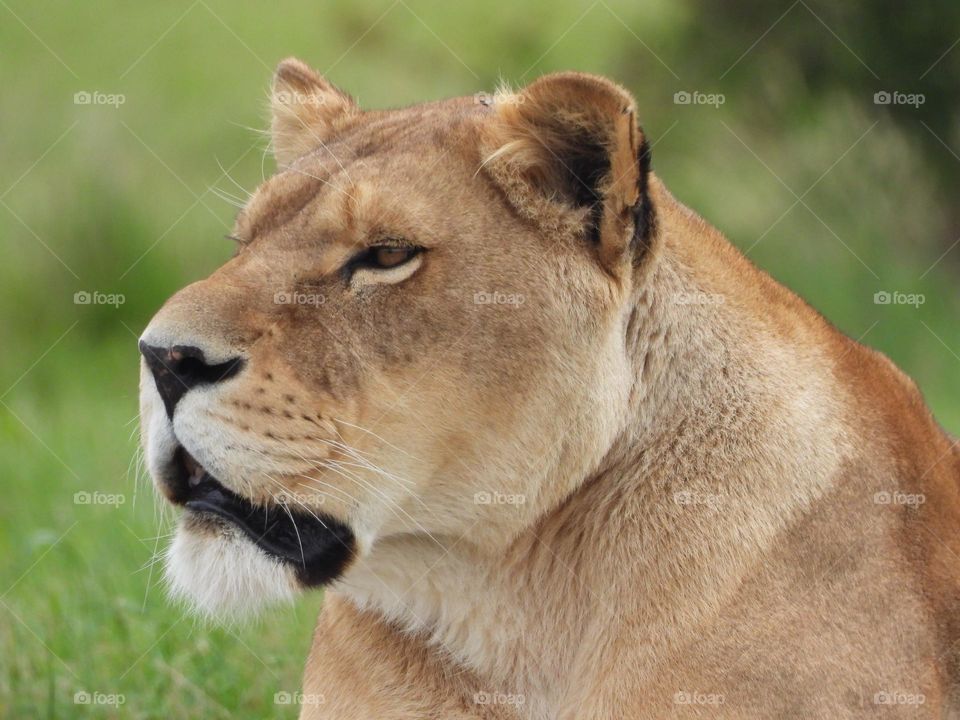 A lion in a local zoo 