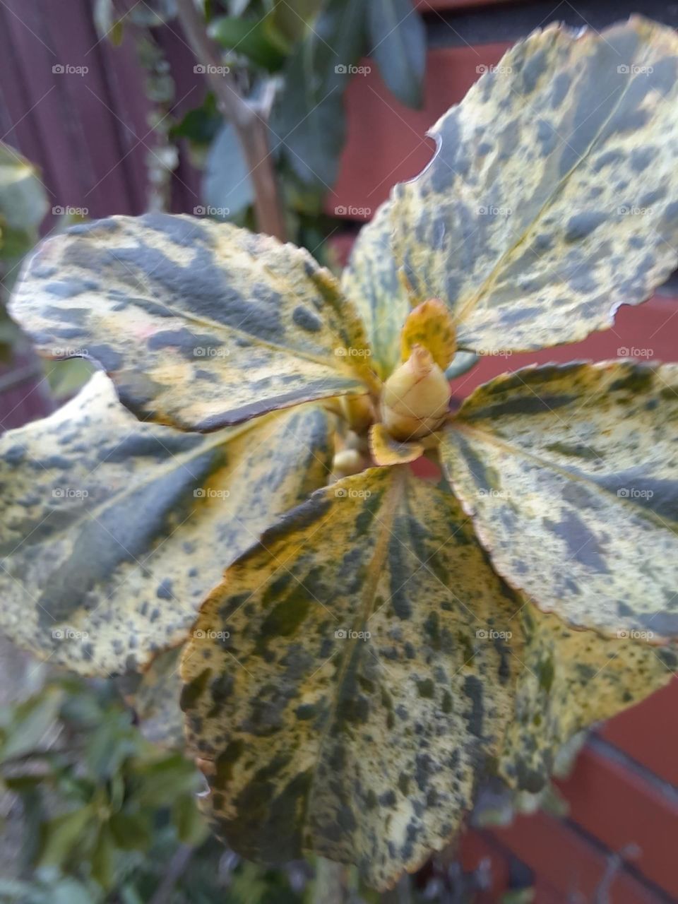 speckled leaves of Euonymus