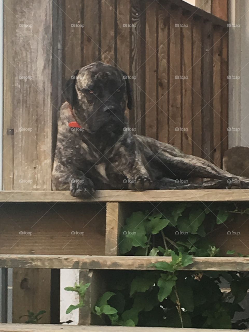 Guardian of the Home 