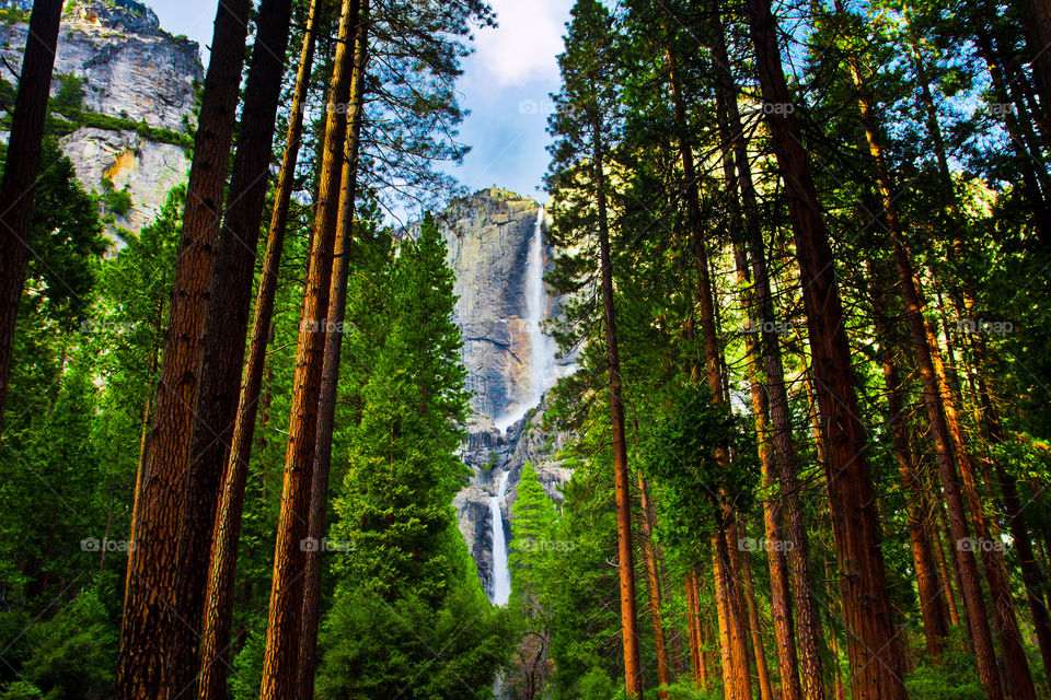 Yosemite falls among sequoias in Yosemite national park