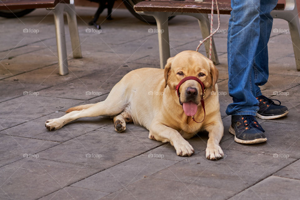 Labrador retriever