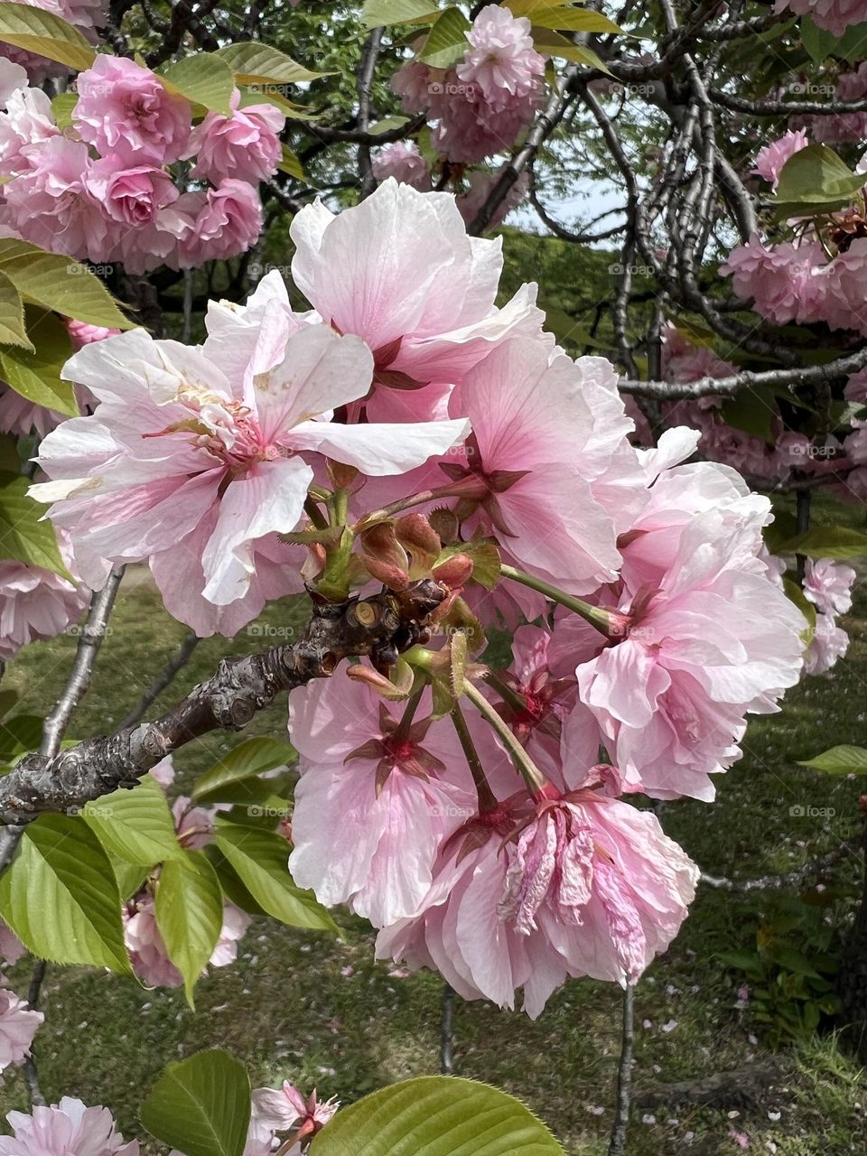 Cherry Blossoms 