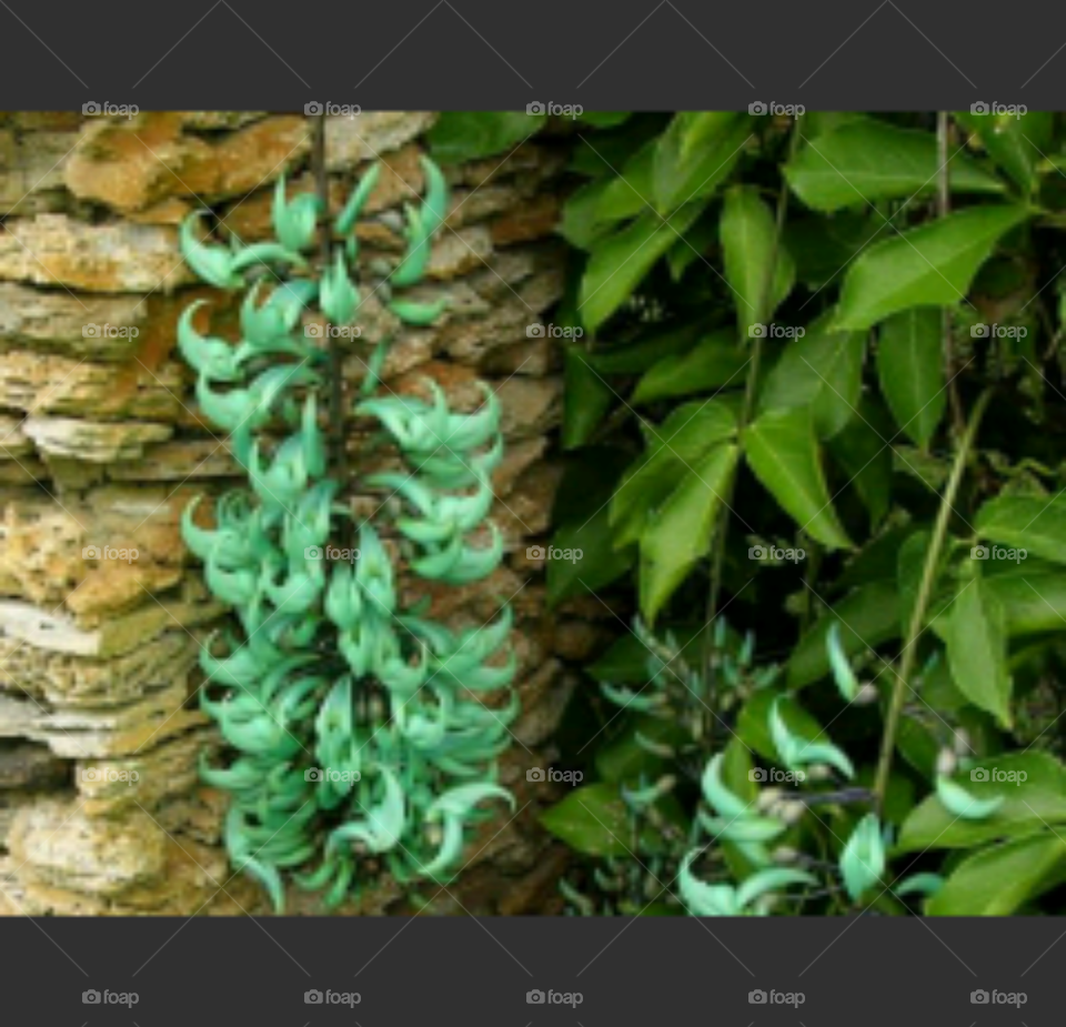 Flora, Nature, Leaf, Desktop, Wood
