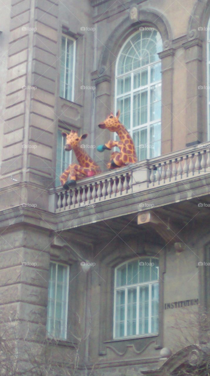 two giraffes at the Helsinki mayor office