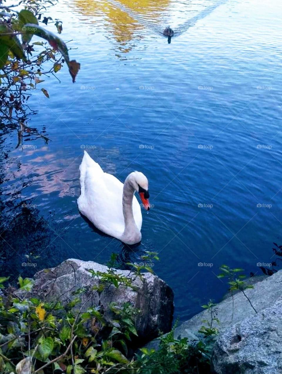 swan in the water .water drop on beak